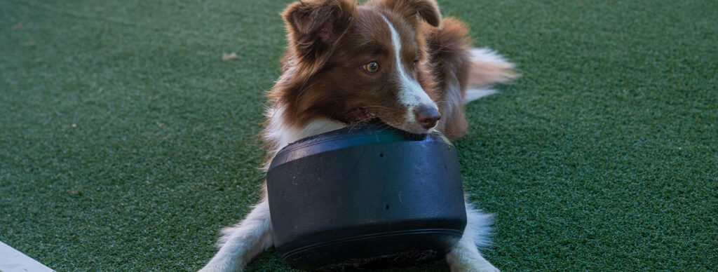 brown and white dog chewing on a toy on turf