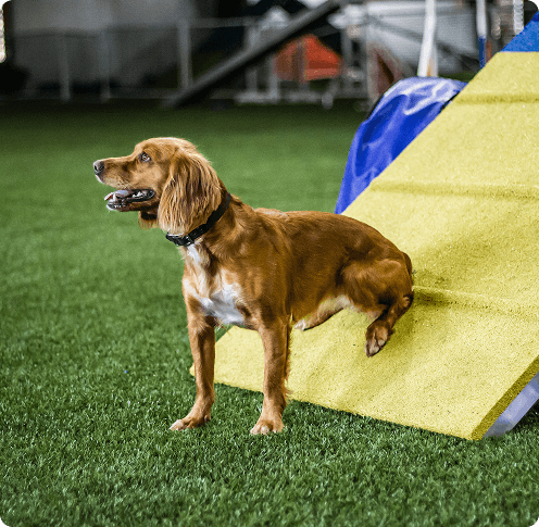 a dog on artificial turf