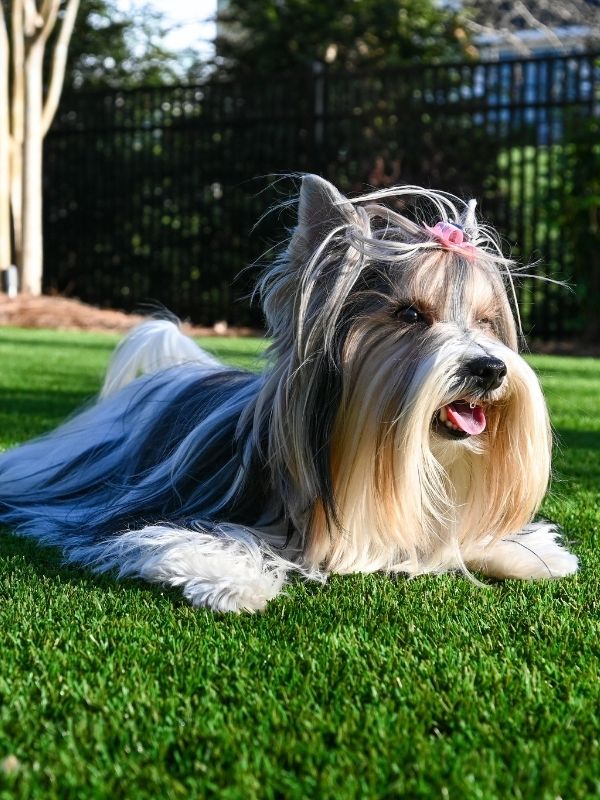 A dog in a backyard with artificial turf. 