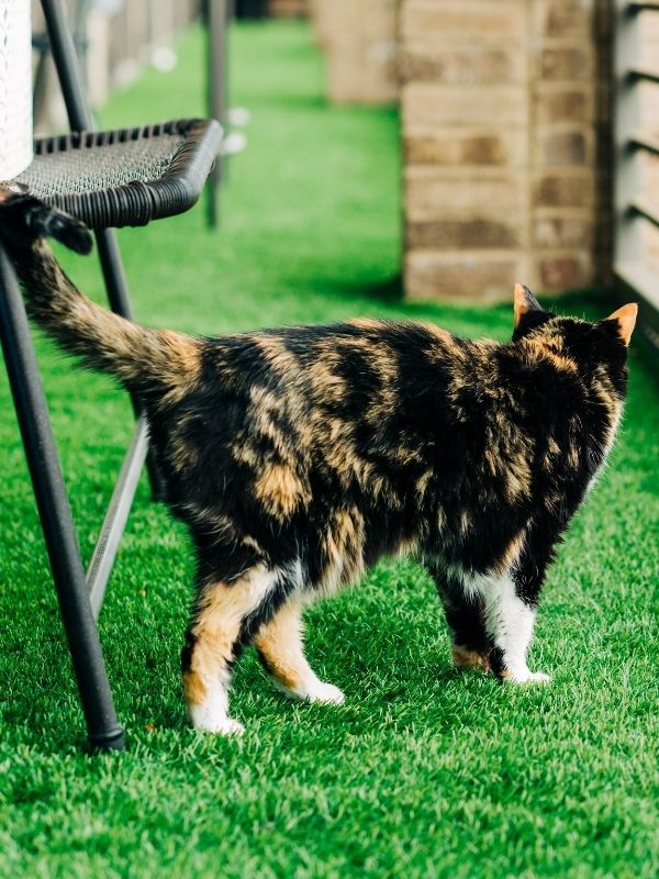 A cat on artificial turf on a balcony. 